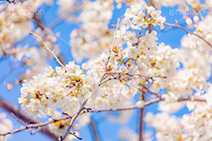 桜,さくら,サクラ,花見,お花見,花,お花,フラワー,はな,ソメイヨシノ,そめいよしの,綺麗,きれい,キレイ,咲,春,パステル,ナチュラル,癒し,natural,pastel,blossom,japan,flower,spring,フルサイズ撮影