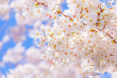 桜,さくら,サクラ,花見,お花見,花,お花,フラワー,はな,ソメイヨシノ,そめいよしの,綺麗,きれい,キレイ,咲,春,パステル,ナチュラル,癒し,natural,pastel,blossom,japan,flower,spring,フルサイズ撮影