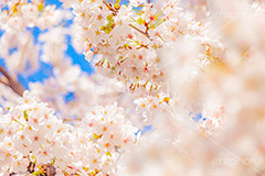 桜,さくら,サクラ,花見,お花見,花,お花,フラワー,はな,ソメイヨシノ,そめいよしの,綺麗,きれい,キレイ,咲,春,パステル,ナチュラル,癒し,natural,pastel,blossom,japan,flower,spring,フルサイズ撮影