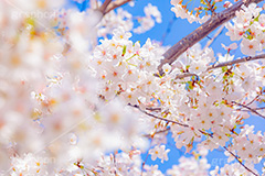 桜,さくら,サクラ,花見,お花見,花,お花,フラワー,はな,ソメイヨシノ,そめいよしの,綺麗,きれい,キレイ,咲,春,パステル,ナチュラル,癒し,natural,pastel,blossom,japan,flower,spring,フルサイズ撮影