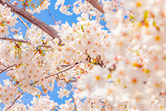 桜,さくら,サクラ,花見,お花見,花,お花,フラワー,はな,ソメイヨシノ,そめいよしの,綺麗,きれい,キレイ,咲,春,パステル,ナチュラル,癒し,natural,pastel,blossom,japan,flower,spring,フルサイズ撮影