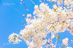 桜,さくら,サクラ,花見,お花見,花,お花,フラワー,はな,ソメイヨシノ,そめいよしの,綺麗,きれい,キレイ,咲,春,パステル,ナチュラル,癒し,natural,pastel,blossom,japan,flower,spring,フルサイズ撮影