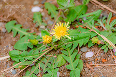 野に咲くタンポポ,たんぽぽ,タンポポ,野原,花,お花,フラワー,野花,雑草,春,キク科,多年草,フヂナ,タナ,flower,spring,フルサイズ撮影