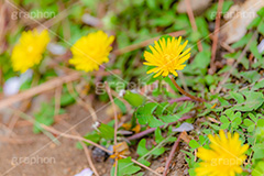 野に咲くタンポポ,たんぽぽ,タンポポ,野原,花,お花,フラワー,野花,雑草,春,キク科,多年草,フヂナ,タナ,flower,spring,フルサイズ撮影