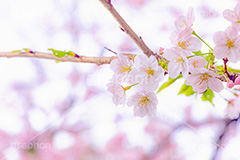 桜,さくら,サクラ,花見,お花見,花,お花,フラワー,はな,ソメイヨシノ,そめいよしの,綺麗,きれい,キレイ,咲,春,パステル,ナチュラル,癒し,natural,pastel,blossom,japan,flower,spring,フルサイズ撮影