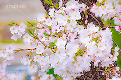 桜,さくら,サクラ,花見,お花見,花,お花,フラワー,はな,ソメイヨシノ,そめいよしの,綺麗,きれい,キレイ,咲,春,パステル,ナチュラル,癒し,natural,pastel,blossom,japan,flower,spring,フルサイズ撮影