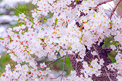 桜,さくら,サクラ,花見,お花見,花,お花,フラワー,はな,ソメイヨシノ,そめいよしの,綺麗,きれい,キレイ,咲,春,パステル,ナチュラル,癒し,natural,pastel,blossom,japan,flower,spring,フルサイズ撮影