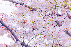 桜,さくら,サクラ,花見,お花見,花,お花,フラワー,はな,ソメイヨシノ,そめいよしの,綺麗,きれい,キレイ,咲,春,パステル,ナチュラル,癒し,natural,pastel,blossom,japan,flower,spring,フルサイズ撮影