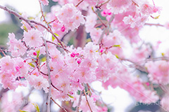 八重紅枝垂,ヤエベニシダレ,桜,さくら,サクラ,花見,お花見,花,お花,フラワー,はな,綺麗,きれい,キレイ,咲,春,パステル,ナチュラル,癒し,natural,pastel,blossom,japan,flower,spring,フルサイズ撮影