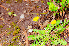 野に咲くタンポポ,たんぽぽ,タンポポ,野原,花,お花,フラワー,野花,雑草,春,キク科,多年草,フヂナ,タナ,flower,spring,フルサイズ撮影