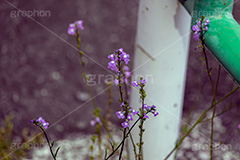 生命力,マツバウンラン,アスファルト,花,お花,フラワー,野花,雑草,オオバコ科,春,flower,spring,フルサイズ撮影