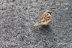 見返り美人,見返り,振り向き,すずめ,スズメ,烏,雀,野鳥,野生,フルサイズ撮影