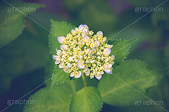 紫陽花の蕾,蕾,つぼみ,開花,葉,葉っぱ,あじさい,アジサイ,紫陽花,梅雨,つゆ,ホンアジサイ,季語,6月,フルサイズ撮影