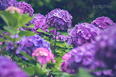 満開の紫陽花,あじさい,アジサイ,紫陽花,梅雨,つゆ,ホンアジサイ,季語,花,フラワー,満開,6月,flower,フルサイズ撮影