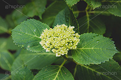 紫陽花の蕾,蕾,つぼみ,開花,葉,葉っぱ,あじさい,アジサイ,紫陽花,梅雨,つゆ,ホンアジサイ,季語,6月,フルサイズ撮影