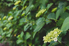 紫陽花の蕾,蕾,つぼみ,開花,葉,葉っぱ,あじさい,アジサイ,紫陽花,梅雨,つゆ,ホンアジサイ,季語,6月,フルサイズ撮影