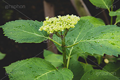 紫陽花の蕾,蕾,つぼみ,開花,葉,葉っぱ,あじさい,アジサイ,紫陽花,梅雨,つゆ,ホンアジサイ,季語,6月,フルサイズ撮影