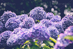 満開のアジサイ,あじさい,アジサイ,アナベル,紫陽花,梅雨,つゆ,ホンアジサイ,季語,花,フラワー,満開,6月,flower,フルサイズ撮影