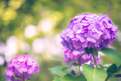 満開のアジサイ,あじさい,アジサイ,アナベル,紫陽花,梅雨,つゆ,ホンアジサイ,季語,花,フラワー,満開,6月,玉ボケ,丸ボケ,flower,フルサイズ撮影