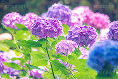 満開のアジサイ,あじさい,アジサイ,アナベル,紫陽花,梅雨,つゆ,ホンアジサイ,季語,花,フラワー,満開,6月,flower,フルサイズ撮影