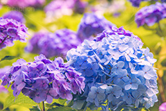 満開のアジサイ,あじさい,アジサイ,アナベル,紫陽花,梅雨,つゆ,ホンアジサイ,季語,花,フラワー,満開,6月,flower,フルサイズ撮影