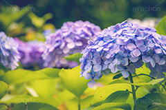 満開のアジサイ,あじさい,アジサイ,アナベル,紫陽花,梅雨,つゆ,ホンアジサイ,季語,花,フラワー,満開,6月,flower,フルサイズ撮影