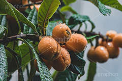 雨に濡れたびわ,びわ,ビワ,果実,木の実,果物,フルーツ,初夏,梅雨,濡れ,水滴,雨水,雨の日,fruit,フルサイズ撮影