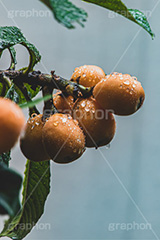 雨に濡れたびわ,びわ,ビワ,果実,木の実,果物,フルーツ,初夏,梅雨,濡れ,水滴,雨水,雨の日,fruit,フルサイズ撮影