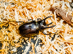 カブトムシ,カブト虫,かぶとむし,昆虫,虫,甲虫,飼育,夏,サマー,summer