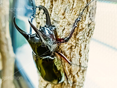 カブトムシ,カブト虫,かぶとむし,昆虫,虫,甲虫,飼育,夏,サマー,summer