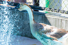 ガチョウ,鳥,鵞鳥,カモ科,くちばし,水浴び,フルサイズ撮影