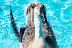 ガチョウ,鳥,鵞鳥,カモ科,くちばし,水浴び,フルサイズ撮影