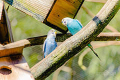 見つめ合う二人,インコ,セキセイインコ,オウム科,鳥,とり,巣箱,bird,フルサイズ撮影