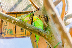 インコ,セキセイインコ,オウム科,鳥,とり,巣箱,bird,フルサイズ撮影