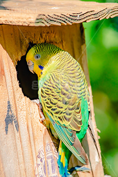 インコ,セキセイインコ,オウム科,鳥,とり,巣箱,bird,フルサイズ撮影