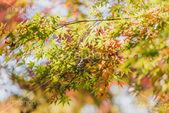 秋の気配,紅葉,こうよう,もみじ,モミジ,japan,autumn,フルサイズ撮影