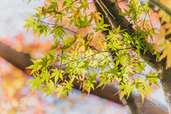 秋の気配,紅葉,こうよう,もみじ,モミジ,japan,autumn,フルサイズ撮影