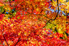 真っ赤なモミジ,もみじ,楓,かえで,カエデ,真っ赤,色づく,紅葉,自然,植物,木々,秋,赤,季語,草木,japan,autumn,フルサイズ撮影