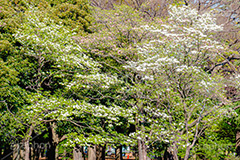 ヤマボウシ,ヤマグワ,ミズキ科,花,木々,公園