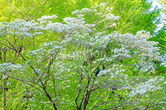 ヤマボウシ,ヤマグワ,ミズキ科,花,木々,公園