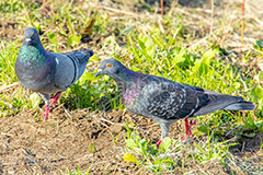 鳩,はと,ハト,鳥,羽,散歩,野鳥,公園,野原,フルサイズ撮影