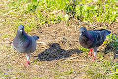 鳩,はと,ハト,鳥,羽,散歩,野鳥,公園,野原,フルサイズ撮影