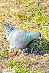 鳩,はと,ハト,鳥,羽,散歩,野鳥,公園,野原,フルサイズ撮影