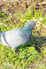 鳩,はと,ハト,鳥,羽,散歩,野鳥,公園,野原,フルサイズ撮影