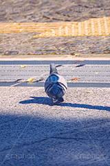 信号待ち,鳩,はと,ハト,鳥,羽,散歩,野鳥,待ち,横断,フルサイズ撮影