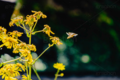 受粉,花粉,蜂,ハチ,はち,昆虫,ツワブキ,艶葉蕗,厚葉蕗,ツワ,イシブキ,ツワンポ,オカバス,オバコ,ちぃぱっぱ,つばしゃ,つば,つぱぱ,ちゅぶりんぐさ,キク科,多年草,花,フラワー,秋,flower,autumn,フルサイズ撮影