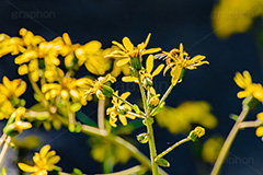 受粉,花粉,蜂,ハチ,はち,昆虫,ツワブキ,艶葉蕗,厚葉蕗,ツワ,イシブキ,ツワンポ,オカバス,オバコ,ちぃぱっぱ,つばしゃ,つば,つぱぱ,ちゅぶりんぐさ,キク科,多年草,花,フラワー,秋,flower,autumn,フルサイズ撮影