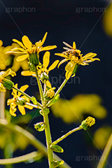 受粉,花粉,蜂,ハチ,はち,昆虫,ツワブキ,艶葉蕗,厚葉蕗,ツワ,イシブキ,ツワンポ,オカバス,オバコ,ちぃぱっぱ,つばしゃ,つば,つぱぱ,ちゅぶりんぐさ,キク科,多年草,花,フラワー,秋,flower,autumn,フルサイズ撮影