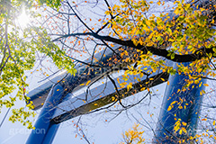 秋の靖国神社,靖国神社,鳥居,秋の気配,千代田区,九段下,秋,紅葉,autumn,japan,フルサイズ撮影