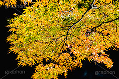 秋の気配,楓,かえで,秋,紅葉,葉,葉っぱ,色づく,autumn,leaf,フルサイズ撮影